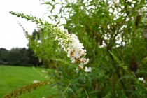 hanahakkei_buddleja_230920_02