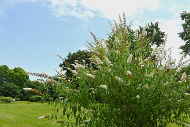 hanahakkei_buddleja_250618_01