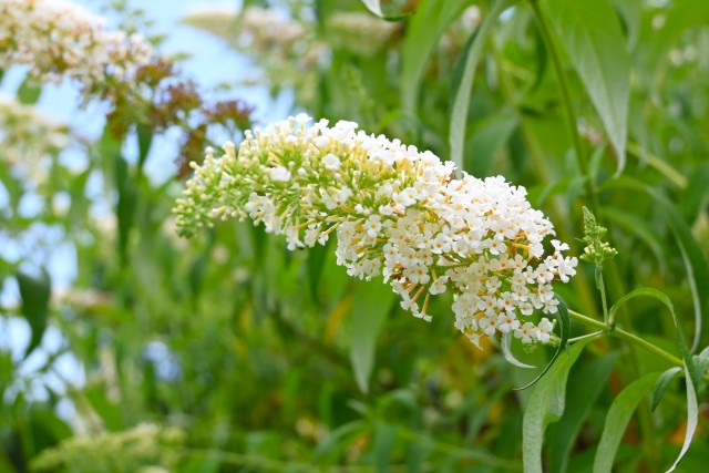 hanahakkei_buddleja_250618_02