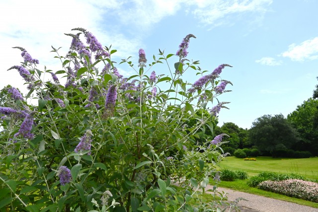 hanahakkei_buddleja_250618_03