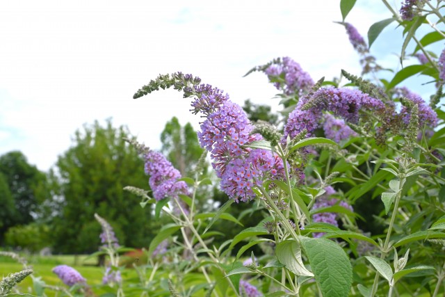 hanahakkei_buddleja_250618_04