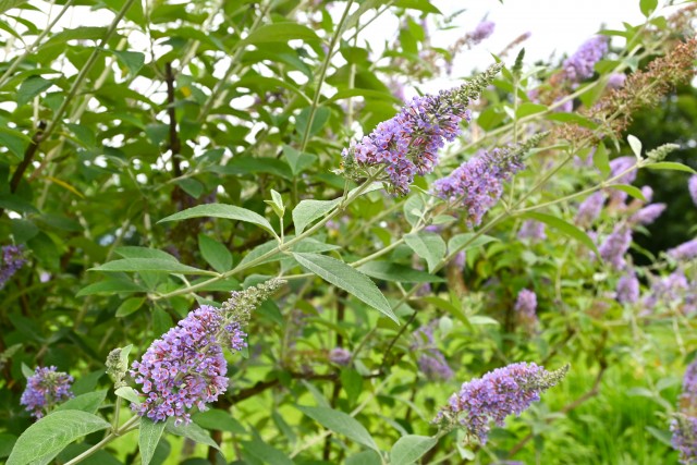 hanahakkei_buddleja_250625_01