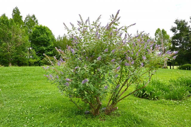 hanahakkei_buddleja_250625_02
