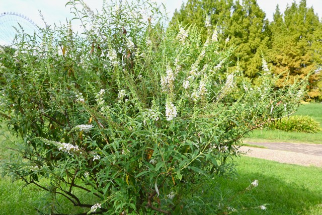 hanahakkei_buddleja_250926_01