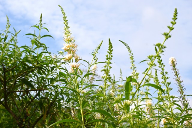 hanahakkei_buddleja_250926_02