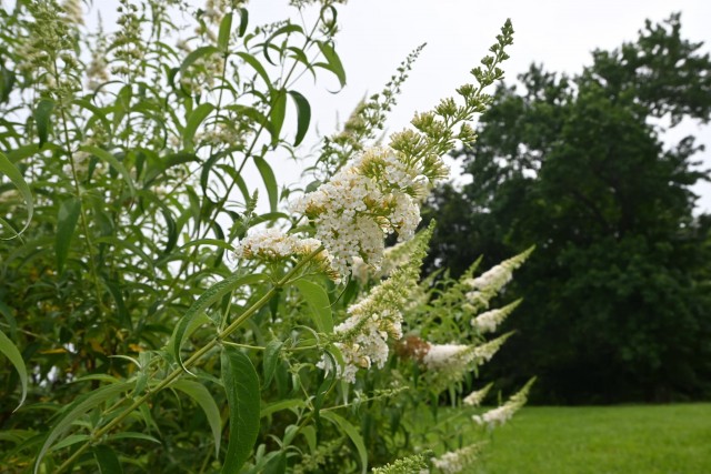 hanahakkei_buddleja_260619_01