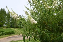hanahakkei_buddleja_260619_02