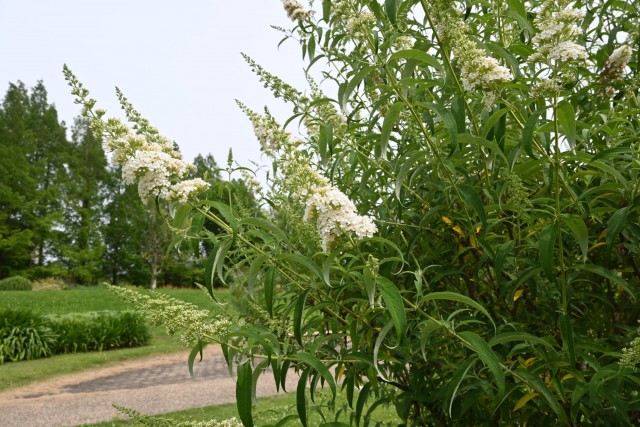 hanahakkei_buddleja_260619_02