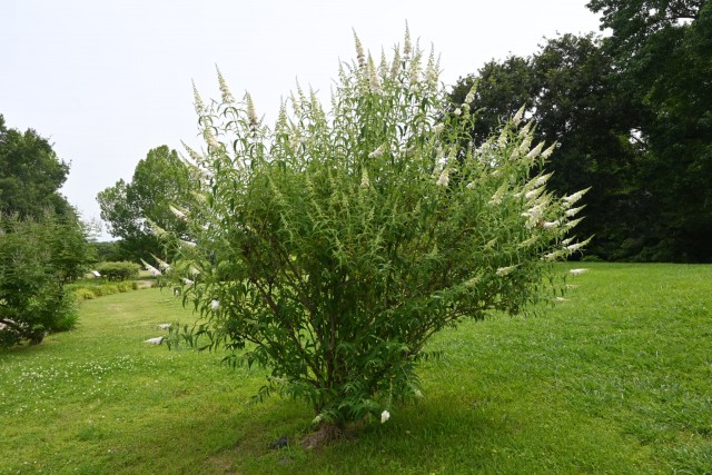 hanahakkei_buddleja_260619_03
