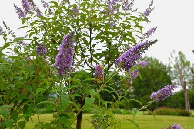 hanahakkei_buddleja_260624_01