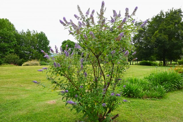 hanahakkei_buddleja_260624_02