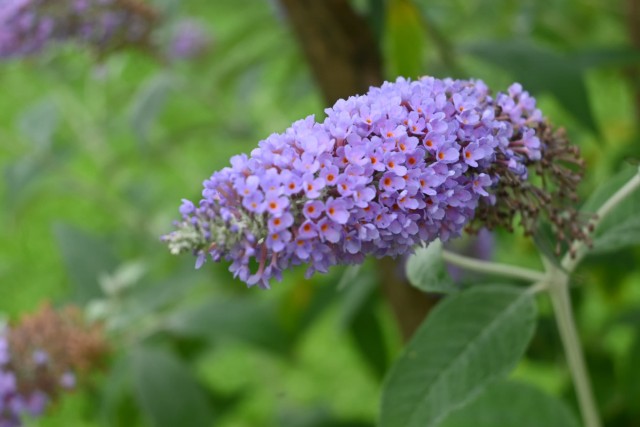 hanahakkei_buddleja_260701_01