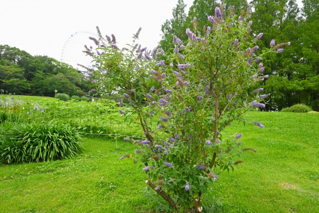 hanahakkei_buddleja_260701_02