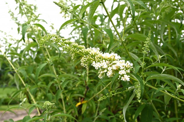 hanahakkei_buddreja_250611_02
