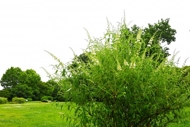 hanahakkei_buddreja_250611_03