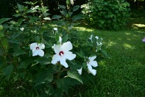 hanahakkei_fuyo_230718_02