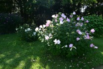hanahakkei_fuyo_230718_03
