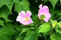 hanahakkei_fuyo_230802_02