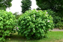 hanahakkei_fuyo_230802_03