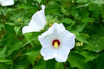hanahakkei_fuyo_250708_02