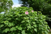 hanahakkei_fuyo_250814_02
