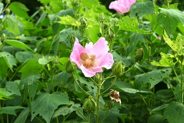 hanahakkei_fuyo_250827_02