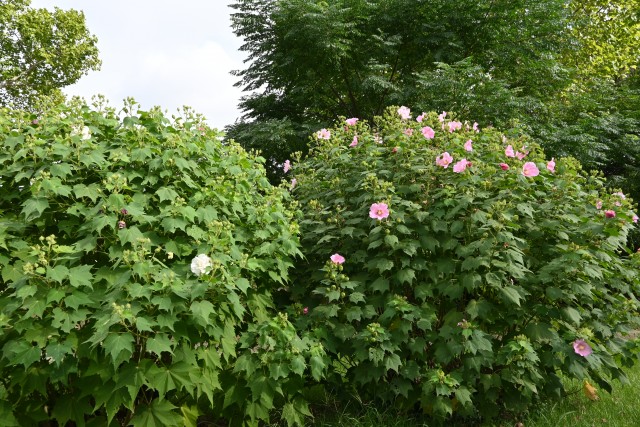 hanahakkei_fuyo_250926_01