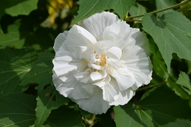 hanahakkei_fuyo_250926_02