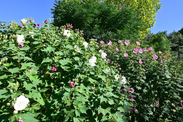 hanahakkei_fuyo_251009_01