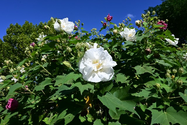 hanahakkei_fuyo_251009_02