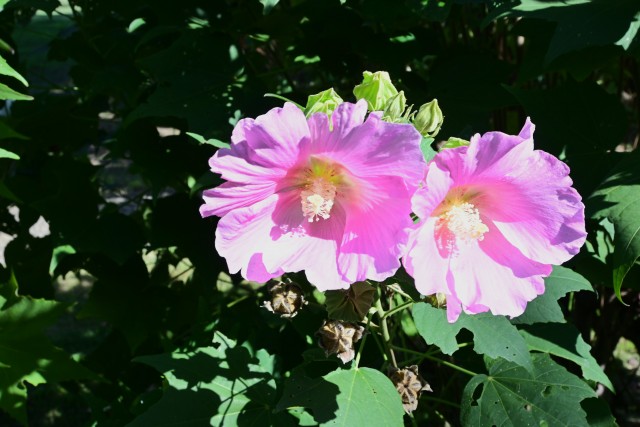 hanahakkei_fuyo_251009_03