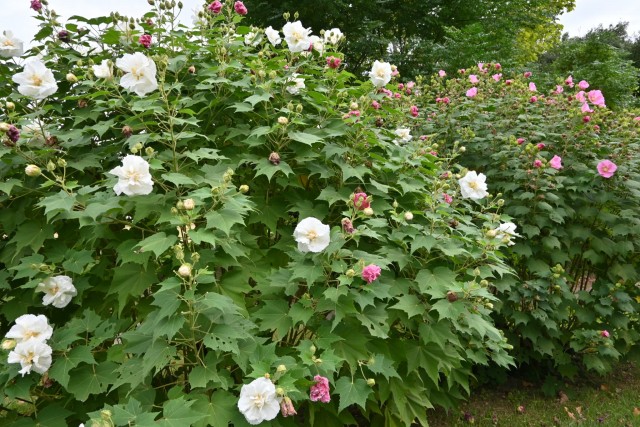 hanahakkei_fuyo_251016_01