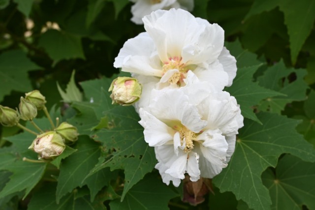 hanahakkei_fuyo_251016_02