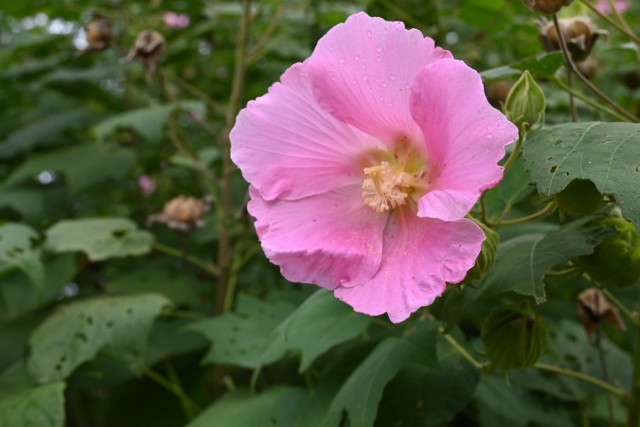 hanahakkei_fuyo_251016_03