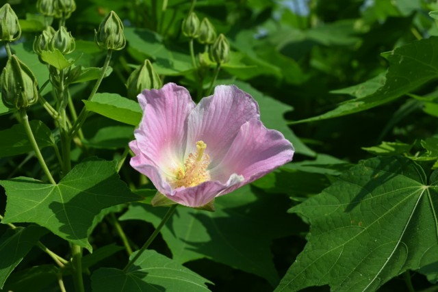 hanahakkei_fuyo_260721_01