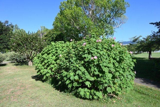 hanahakkei_fuyo_260805_02