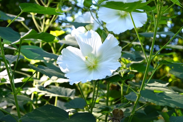 hanahakkei_fuyo_260902_01