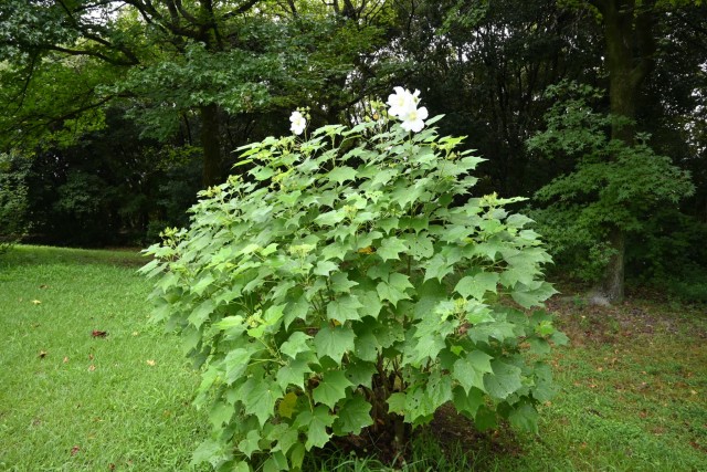 hanahakkei_fuyo_260908_02