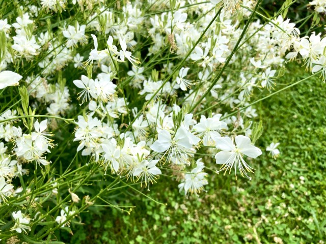hanahakkei_gaura_230606_01