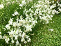 hanahakkei_gaura_230606_02