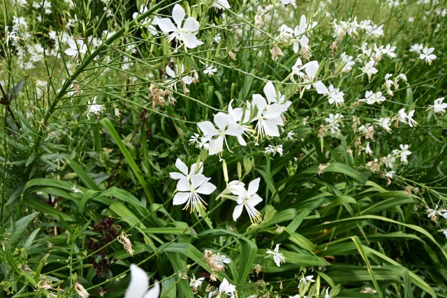 hanahakkei_gaura_230614_01
