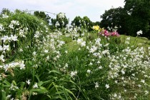 hanahakkei_gaura_230614_02