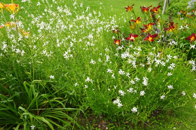 hanahakkei_gaura_250625_02