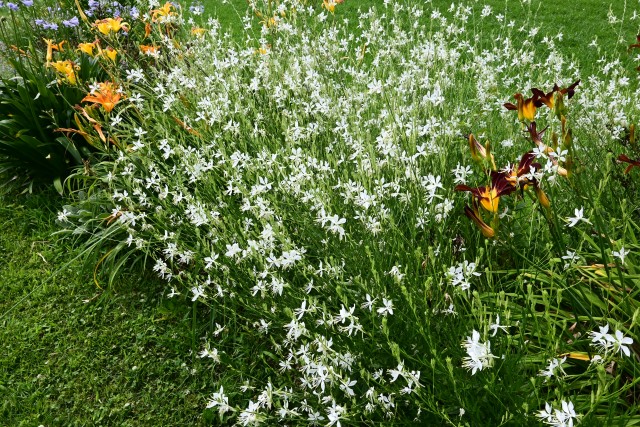 hanahakkei_gaura_250702_01