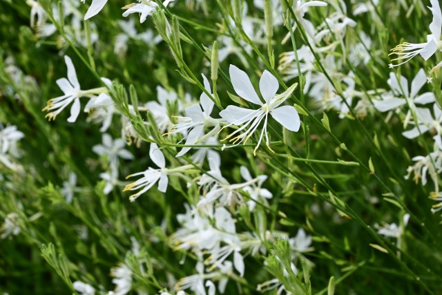 hanahakkei_gaura_250702_02
