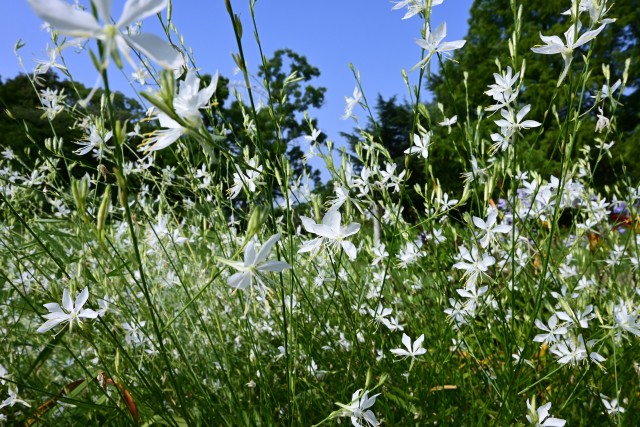 hanahakkei_gaura_250708_01