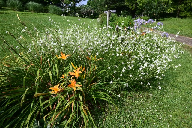 hanahakkei_gaura_250708_02