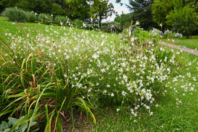 hanahakkei_gaura_250723_01