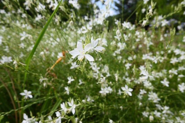 hanahakkei_gaura_250723_02