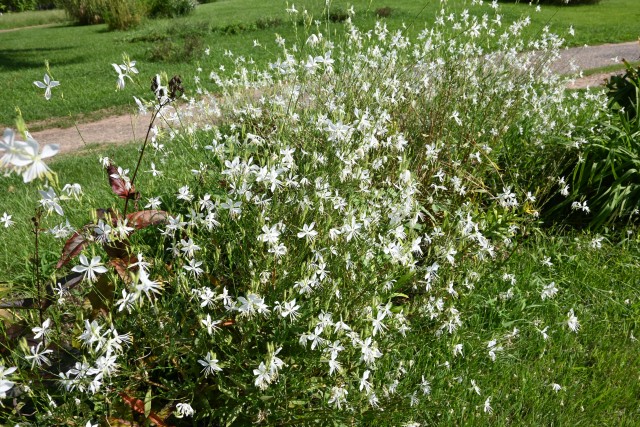 hanahakkei_gaura_250916_01